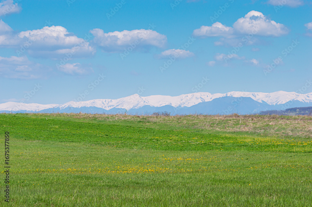 Fototapeta premium Beautiful green field with patches of yellow flowers leads to a range of snow-covered mountains beneath a clear blue sky filled with scattered clouds, creating a calm and vibrant natural scene