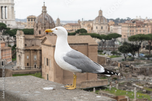Close-up photo of a seagull with the Roman Forum in the background in Rome, Italy. High resolution travel and wildlife photography