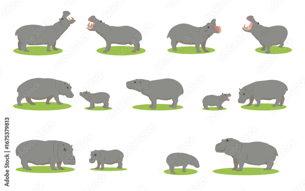 Obraz premium Hippopotamus family set in different poses. For design. Vector illustration. Hippopotamus. Cartoon wildlife vector illustration collection. White background. Wildlife concept. Zoo.