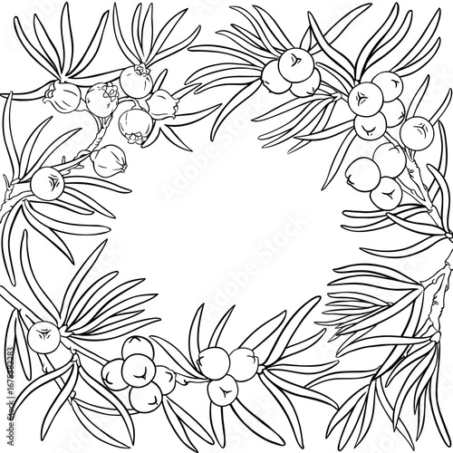 Juniper Branch with Flowers, Berries and Leaves Outline Frame. Essential oil ingredient for cosmetics, spa, aromatherapy, health care, alternative medicine. Vector isolated for design or decoration.