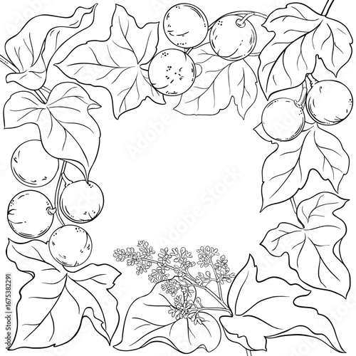 Kukui Branch with Flowers, Nuts and Leaves Outline Frame. Organic natural nutritional healthy food ingredient, vegetarian diet product. Vector isolated for design or decoration.