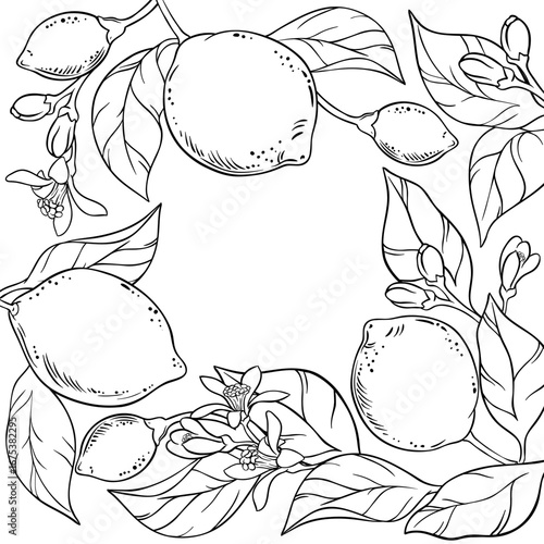 Lemon Branch with Flowers, Fruits and Leaves Outline Frame. Organic natural nutritional healthy food ingredient, vegetarian diet product. Vector isolated for design or decoration.
