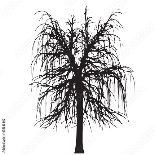Black Silhouette of a Bare Weeping Tree with Tangled Branches