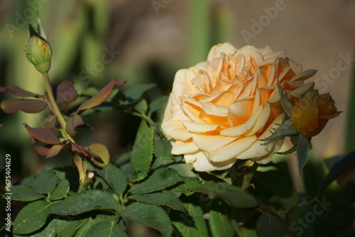 orange rose on the street