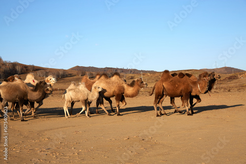Wallpaper Mural Walking camel herds on Ulan Butong Grassland, China Torontodigital.ca
