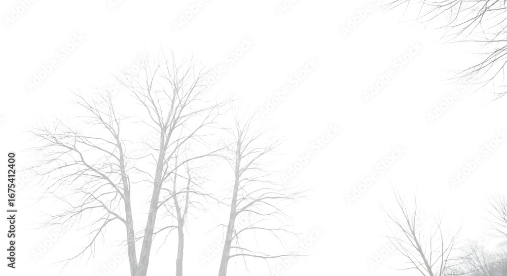 Fototapeta premium Winter Trees: High-Contrast, Monochrome, Abstract Nature Background Image