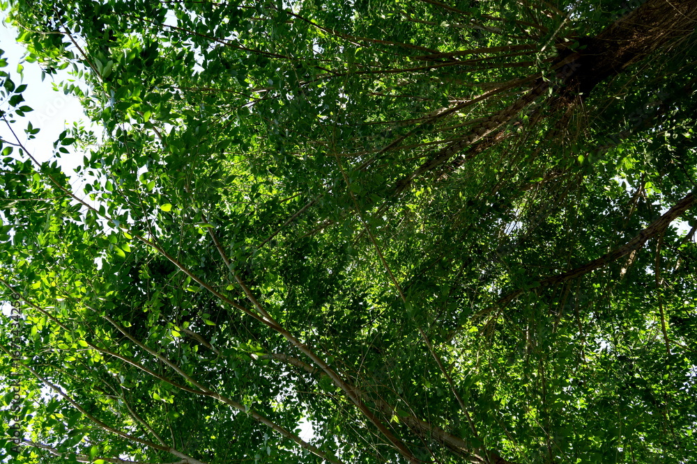 Fototapeta premium Feuillage vert dans la forêt.