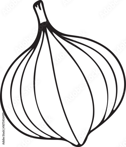 Onion Vegetable Cooking Ingredient Vector Illustration, Sketch Drawing Line Linear Symbol Icon Engraving Coloring Book, Hand-drawn Black and White Isolated