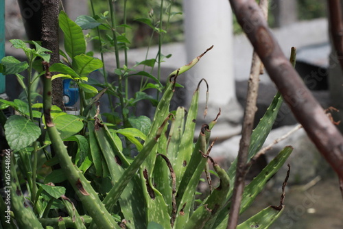 green leaves on a bush
