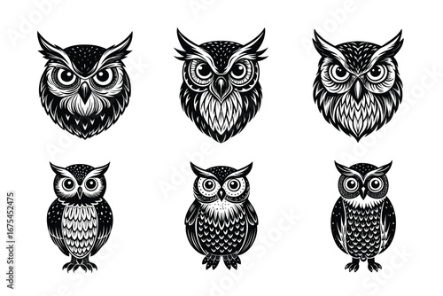 Beautiful and playful Owl