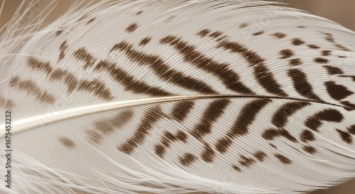 Detailed Close-Up of a Feather with Brown Stripes and Spots on a
