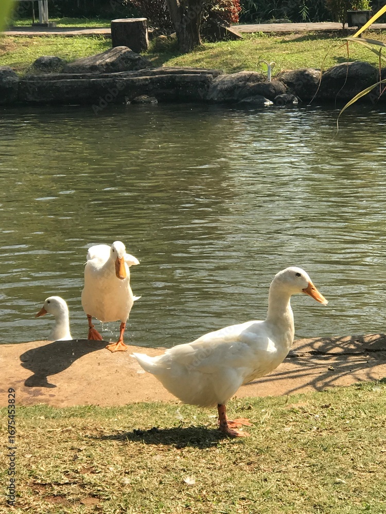 Obraz premium Group of white ducks standing on the grass near a pond with water in the background. Wildlife, bird behavior, and outdoor nature setting. 