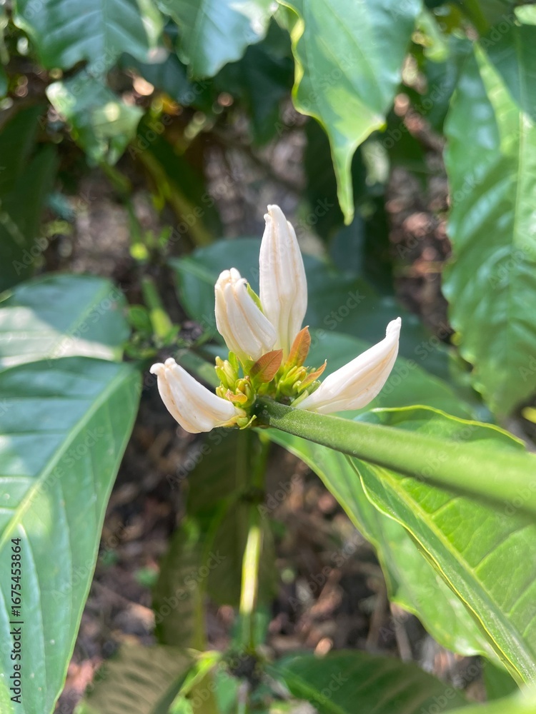 Fototapeta premium Close-up of coffee plant flower buds in early bloom with green leaves in the background. Coffea plant, tropical agriculture, and botanical growth detail. 