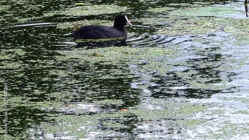 Eurasian coot gracefully navigates a tranquil pond, its dark plumage contrasting against the vibrant green duckweed