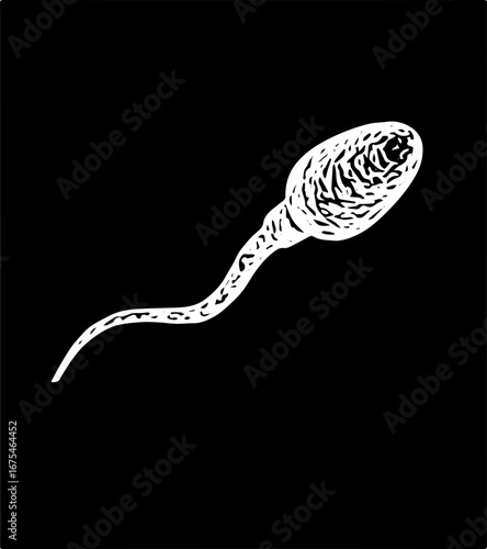 black and white vector sperm