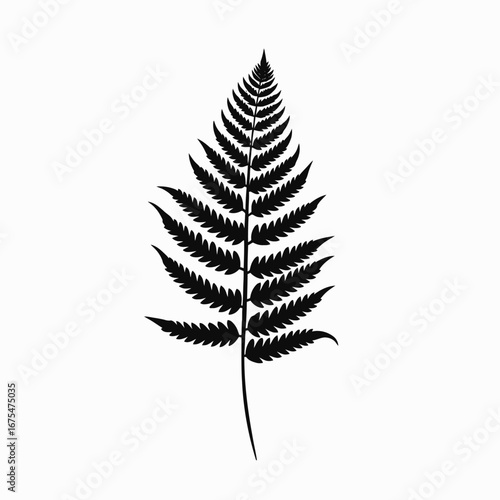 Symmetrical fern frond presenting a botanical natural plant black isolated silhouette