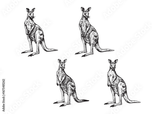 Vintage engraving of kangaroo in natural stance with powerful legs and detailed fur texture