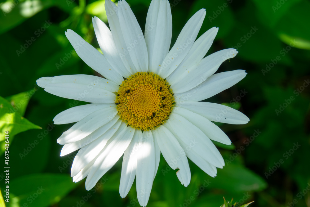 Obraz premium Bright white daisy blooming amidst green foliage during a sunny day in summertime