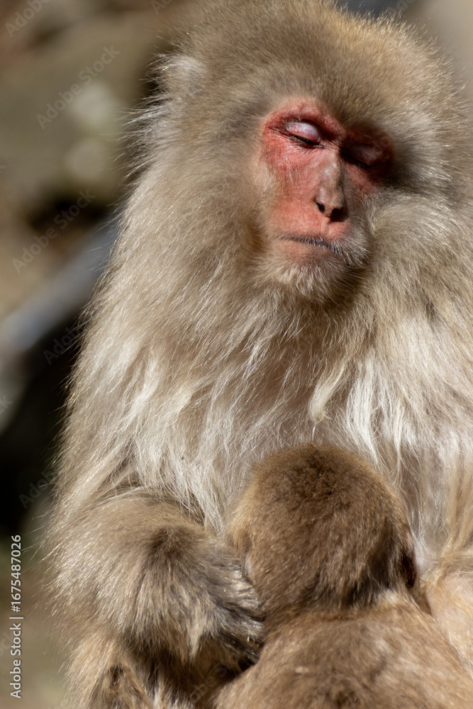 Naklejka premium 暖かな日の中のニホンザルの親子