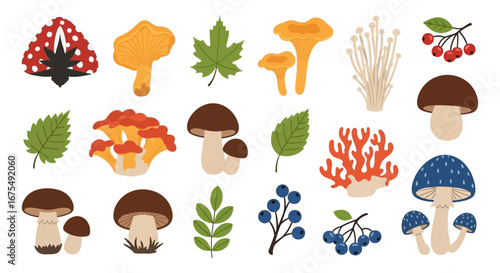 Illustration of various types of mushrooms, leaves, and berries, showcasing natural elements.