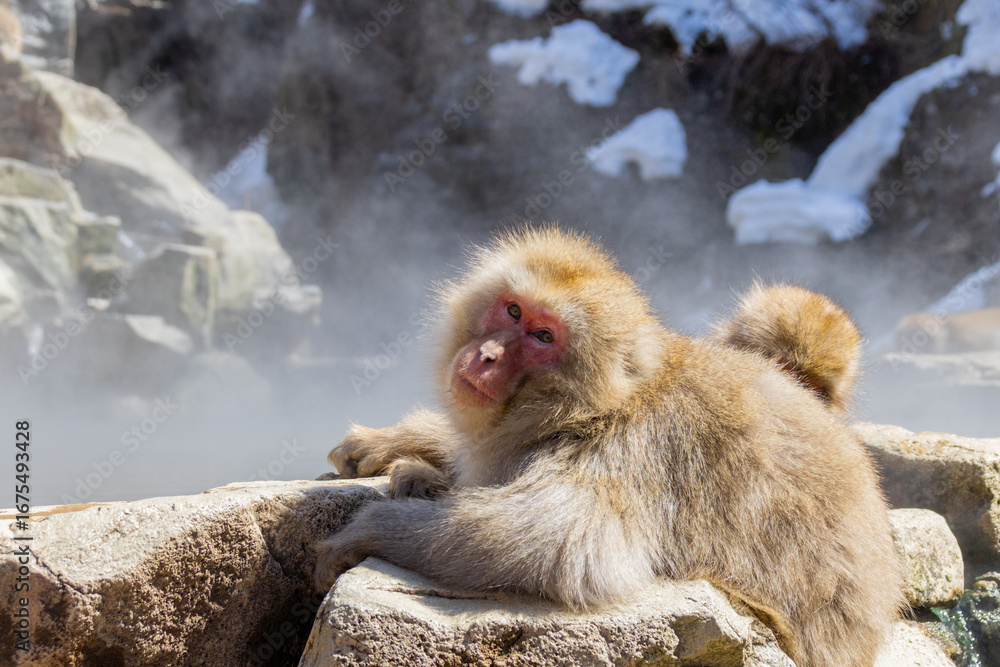 Naklejka premium 雪の残る温泉に入ろうとするニホンザル