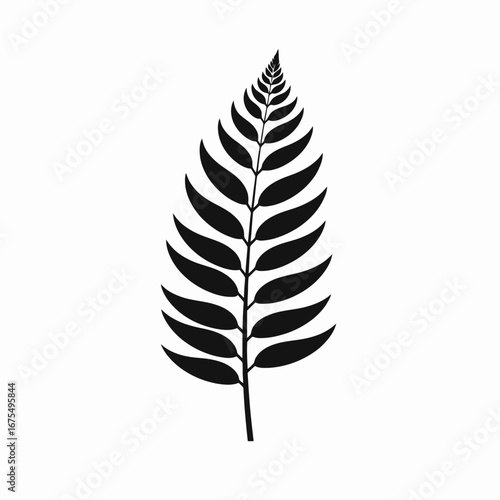 Minimalist dark fern frond isolated on white background silhouette
