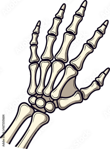 Human Hand Skeleton Bones Anatomy Medical Study