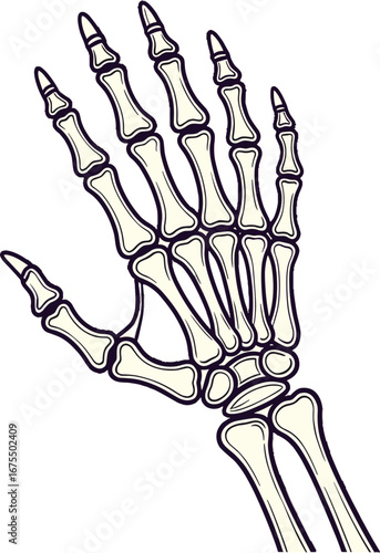 Human Hand Skeleton Anatomy Medical Educational Concept