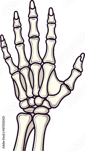 Human Hand Skeleton Anatomy Bones Medical Study