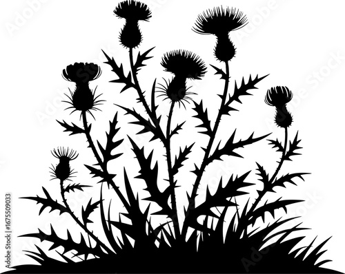 Silhouette of Wild Thistle Plants in Detailed Botanical Design