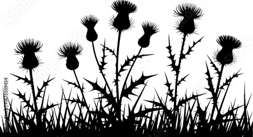 Silhouette of Thistle Flowers with Thorny Stems for Nature Designs