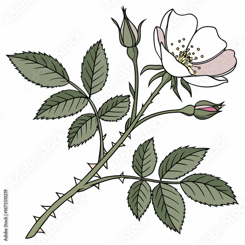 A delicate illustration of a wild rose branch with a blooming flower and two buds surrounded by green leaves