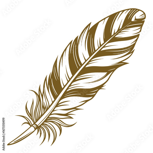 Elegant brown feather with detailed lines and a quill isolated on a white background