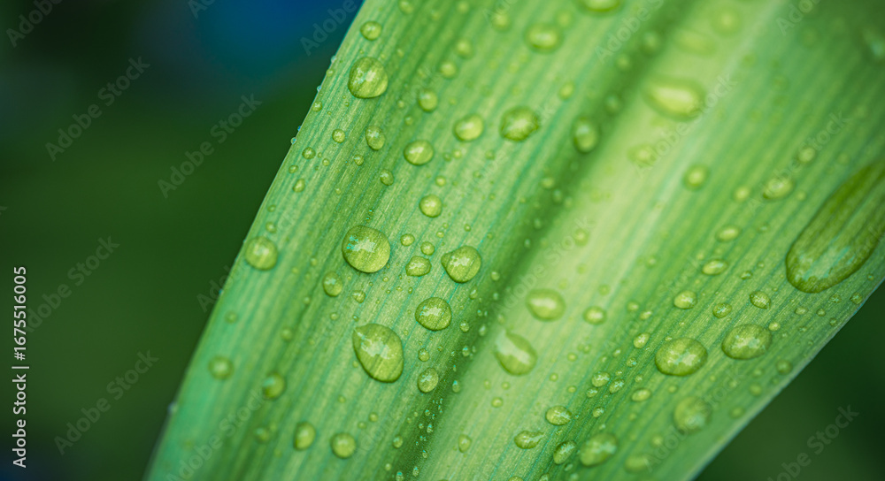 Naklejka premium Gorgeous macro of green leaf fresh rain droplets stunning nature closeup, beautiful botanical detail, serene tropical foliage, relaxing natural scenery, lush outdoor environment, perfect summer nature