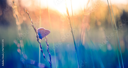 Photography Stunning macro of butterfly on meadow at sunset, dreamy summer field with grass,