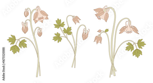Set of bright aquilegia bouquets. Bunches of blooming wildflowers with leaves, perennial wild plants. Botanical hand-drawn elements for design projects. Vector illustration