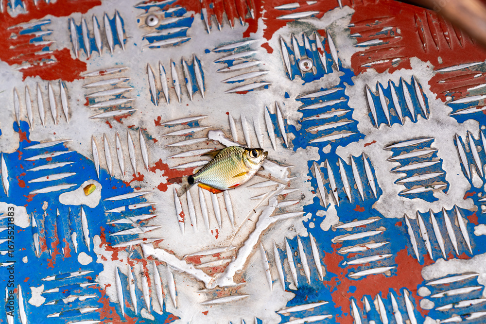 Obraz premium Ein kleiner gefangener Fisch liegt auf dem abgenutzten Boden eines Fischerbootes piranha