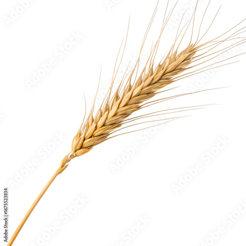 Golden Wheat Ear: A Close-Up of Ripe Grain Against a Black Background