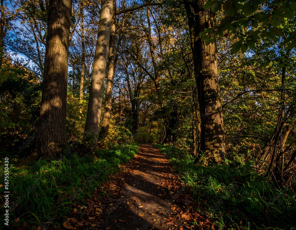 Fototapeta premium Autumn woodland path