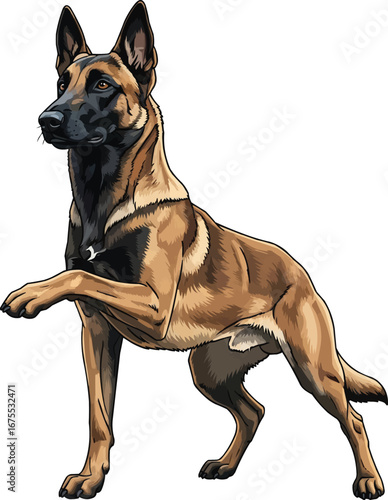 Belgian Malinois dog standing raising paw pointing obedient gesture