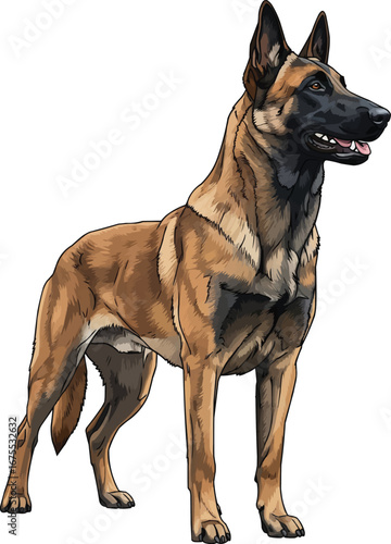 Belgian Malinois dog standing alert looking away vector illustration