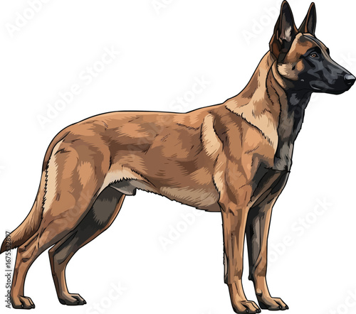 Belgian Malinois dog standing side profile view vector illustration