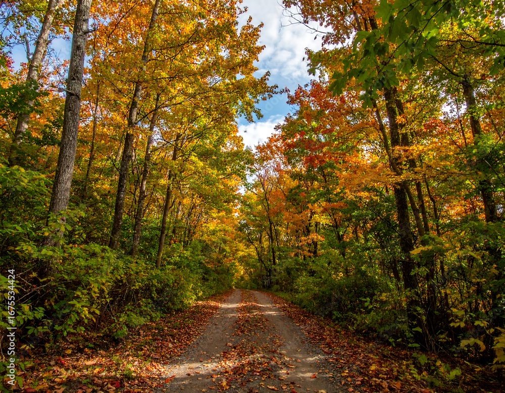 Fototapeta premium Autumnal forest path. Sunlight streams through colorful trees