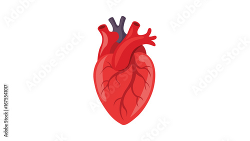 Illustration Of a Real Human Heart Vector .