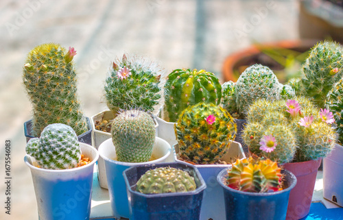 cactus in a pot,Beautiful cactus in bloom. Background, texture, advertising space.