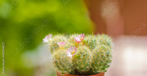 close up of a cactus , Beautiful cactus in bloom. Background, texture, advertising space.