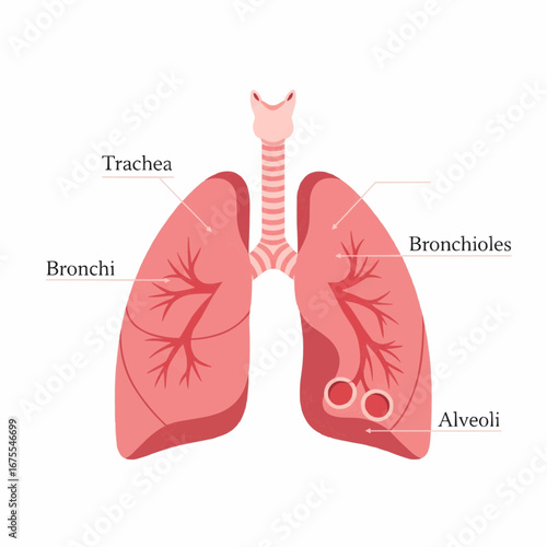 Labeled Diagram of the Human Lungs With Anatomical Parts and Structures