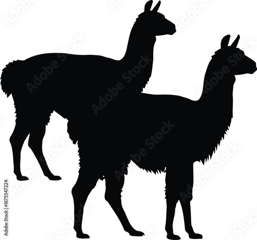 Llama silhouette two animals standing together vector graphic animal icon vector