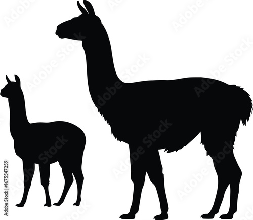 Silhouette of mother llama and baby llama standing on vector