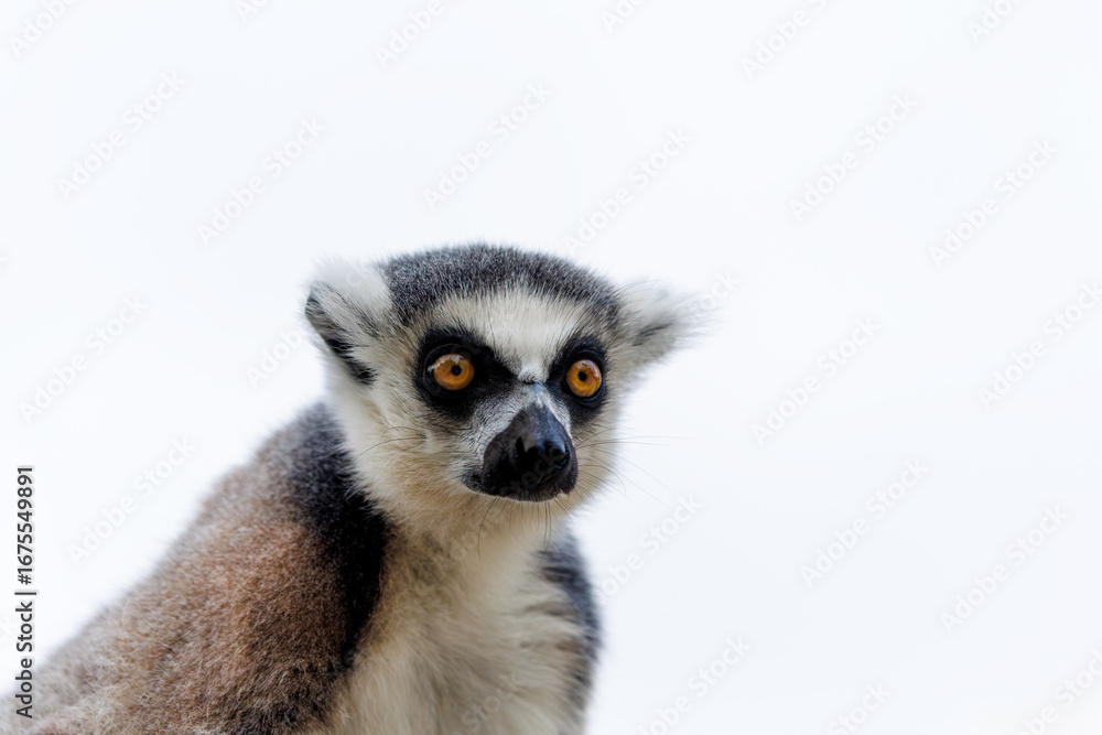 Fototapeta premium Low Angle Portrait of Ring-tailed Lemur with Intense Eyes